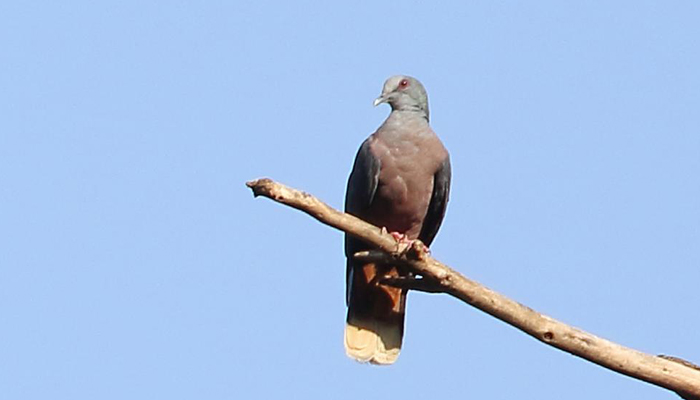 Western Bronze-Naped Pigeon